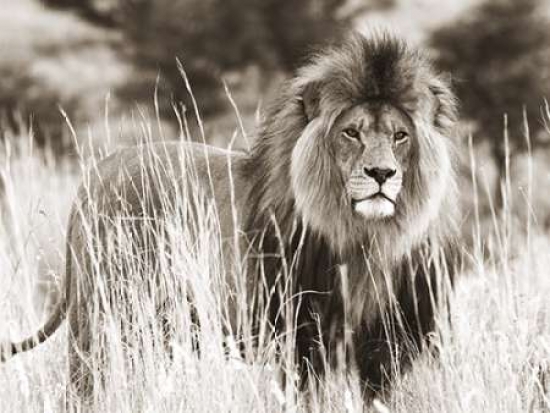 Male Lion Poster Print by Anonymous, 22 x 28 - Large