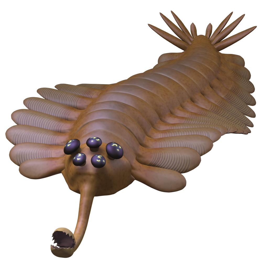 Opabinia is A Small Predator of Cambrian Seas & Hunted Worms & Soft Bodied Prey with Its Proboscis Poster Print - 14 x 14