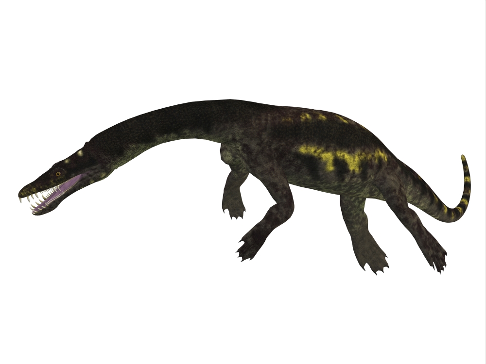 Nothosaurus Reptile Side View - 16 x 12