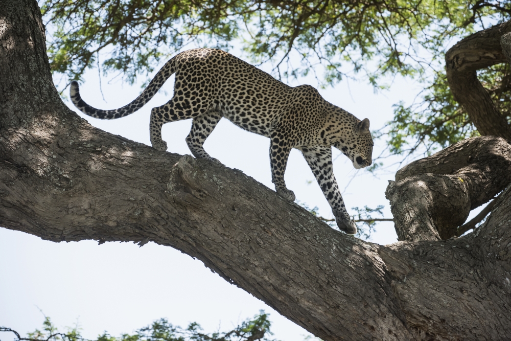 Leopard Walking on Tree Limb Near Ndutu Ngorongoro Crater Conservation Area - Tanzania Poster Print - 38 x 24 in. - Large