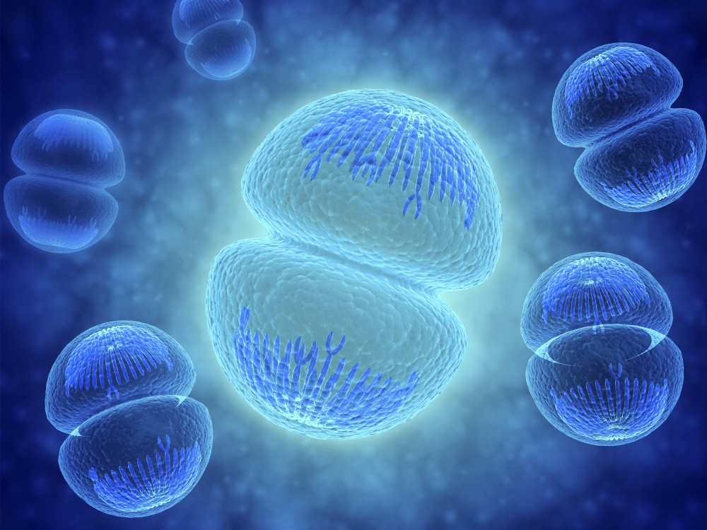 Conceptual Image of Mitosis - 16 x 12