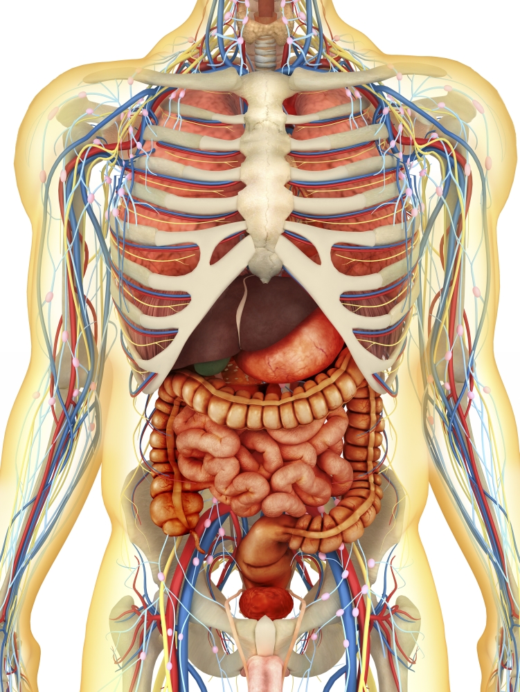 StockTrek Images  Transparent Human Body with Internal Organs Nervous System Lymphatic System & Circulatory System Poster Print, 25 x 33 - Large