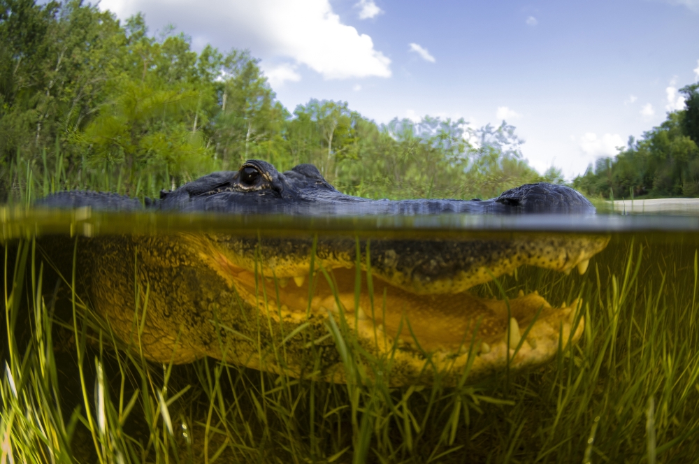American Alligator, Alligator Mississipiensis Split Over & Under Water Shot Florida Everglades Florida Poster Print, 17 x 11