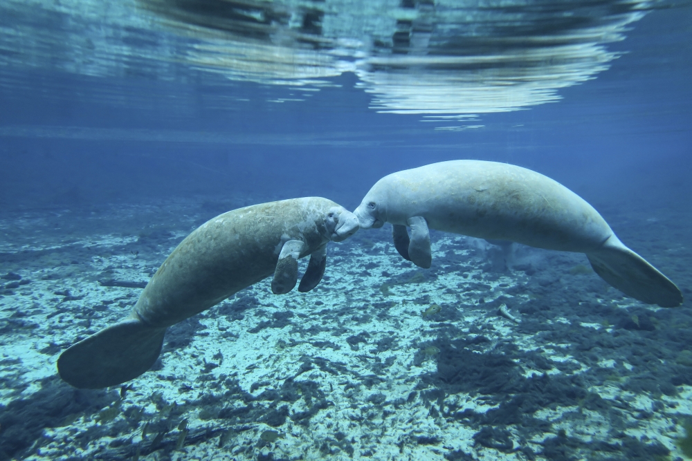 Picture of   A Pair of Manatees Appear To Be Greeting Each Other As They Meet in The Clear Freshwater of The Fanning Spring Inlet To The Suwannee River in Fanning Springs Florida Poster Print&#44; 17 x 11