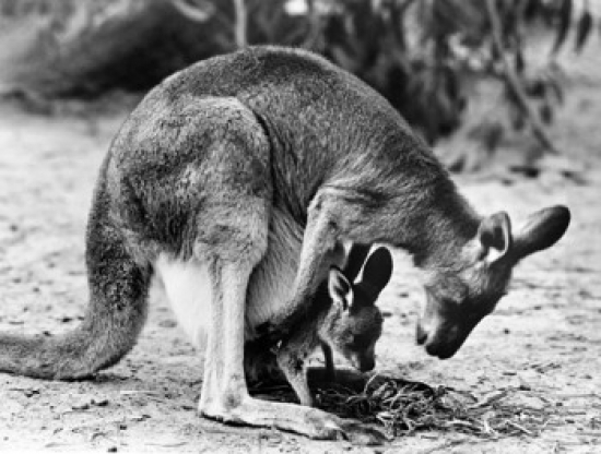 Kangaroo Carrying Its Young One in Its Pouch Poster Print - 18 x 24