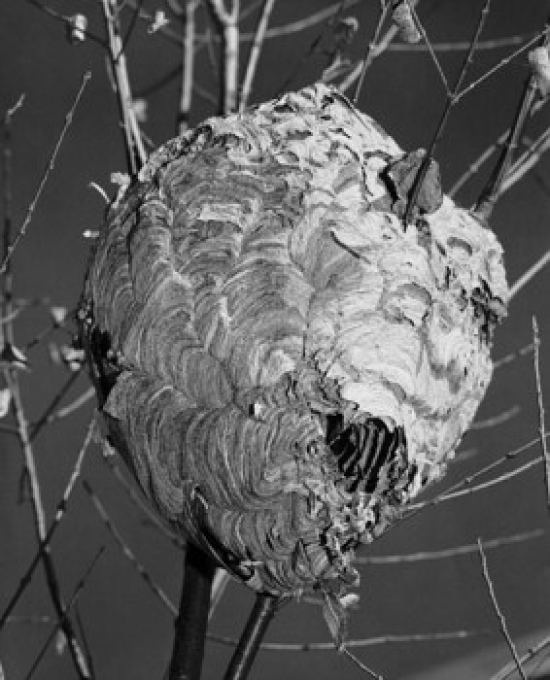 Close-Up of A Hornets Nest On A Bare Tree Poster Print - 18 x 24