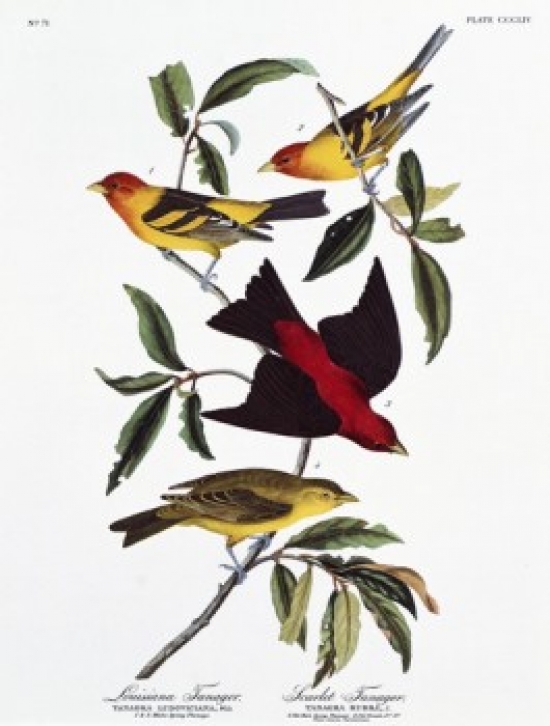 Louisiana Tanager & Scarlet Tanager John James Audubon