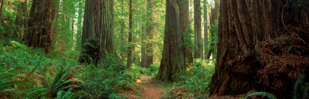 Picture of Panoramic Images PPI166973LARGE Coastal Sequoia Trees in Redwood Forest in Northern California USA Poster Print, 12 x 36 - Large