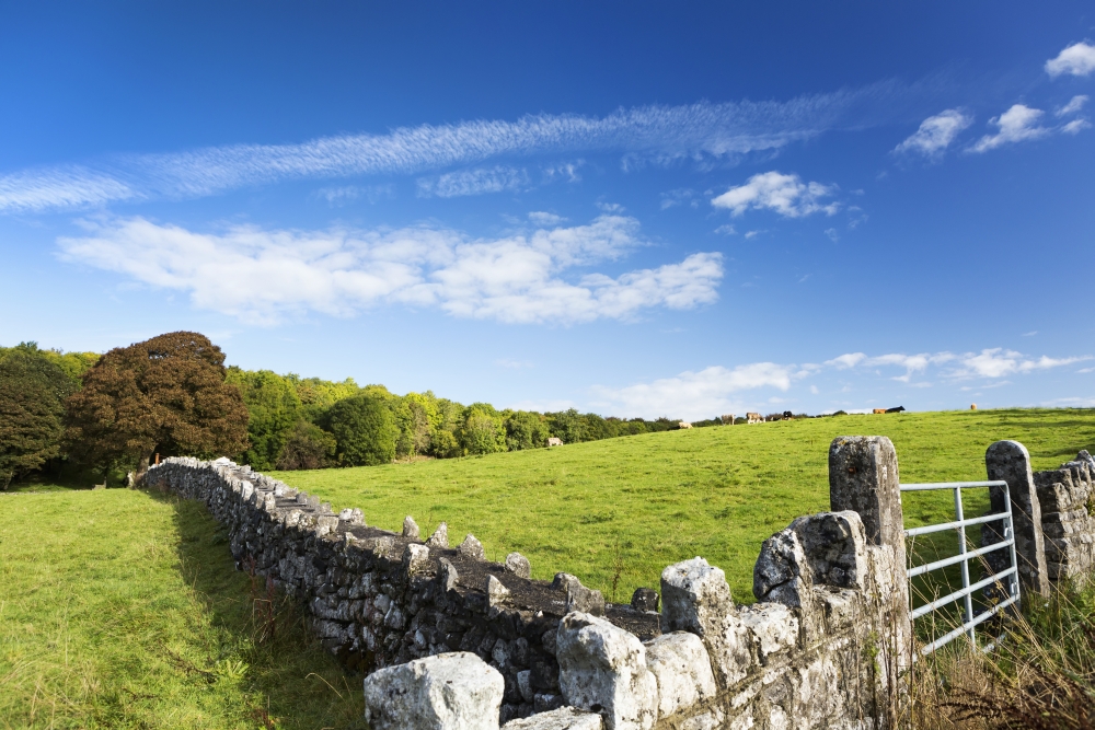 Rock Fence with Metal Gate & Grassy Hillside with Cattle Grazing Trees & Blue Sky & Clouds North of Kilrush 1 Poster Print - 19 x 12 in.