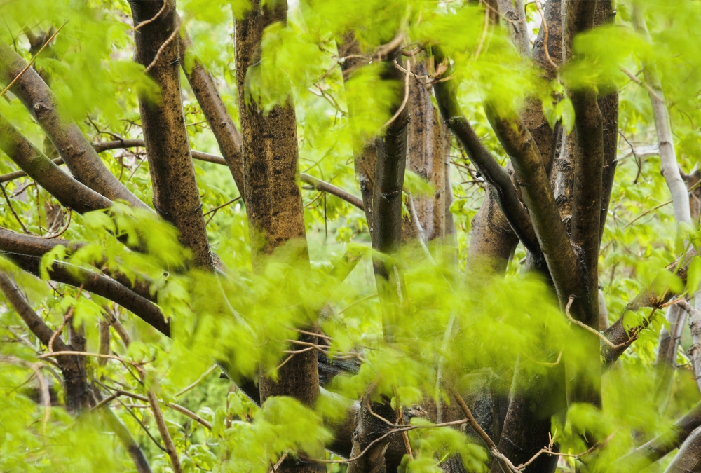 DPI12259598 Leaves of A Maple Tree Blurred in The Wind - Quebec Canada Poster Print - 18 x 12 in.