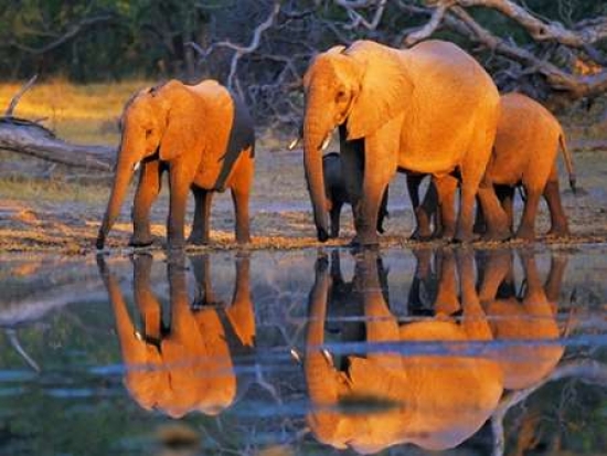 PDX3FK3119SMALL African Elephants Okavango Botswana Poster Print by Frank Krahmer, 11 x 14 - Small
