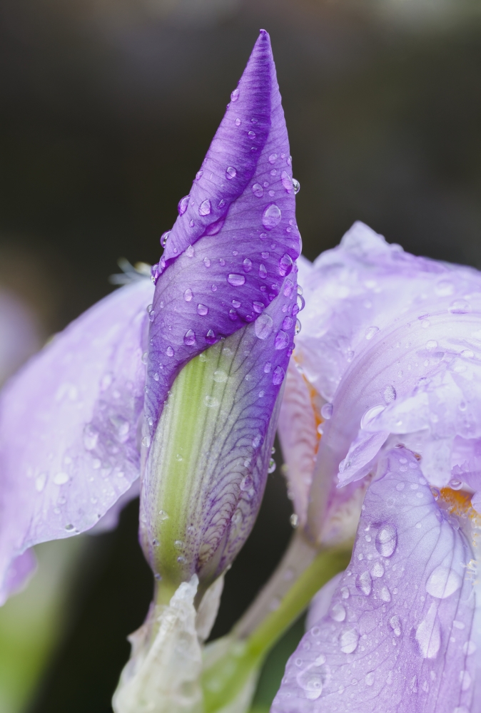 Close Up of Iris - Quebec Canada Poster Print