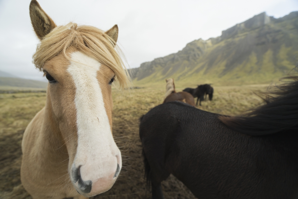 Icelandic Horses - Iceland Poster Print