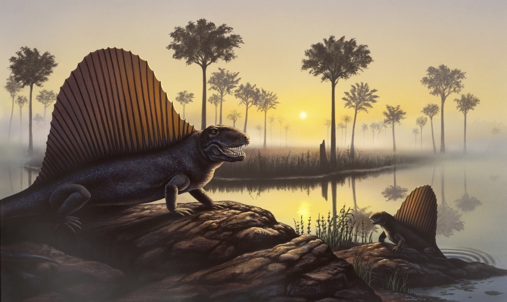 The Sailed-Back Dimetrodon Which Was Actually A Mammal-Like Reptile & Not A Dinosaur Sunbathes in A Primordial Swamp Poster Print - 18 x 10