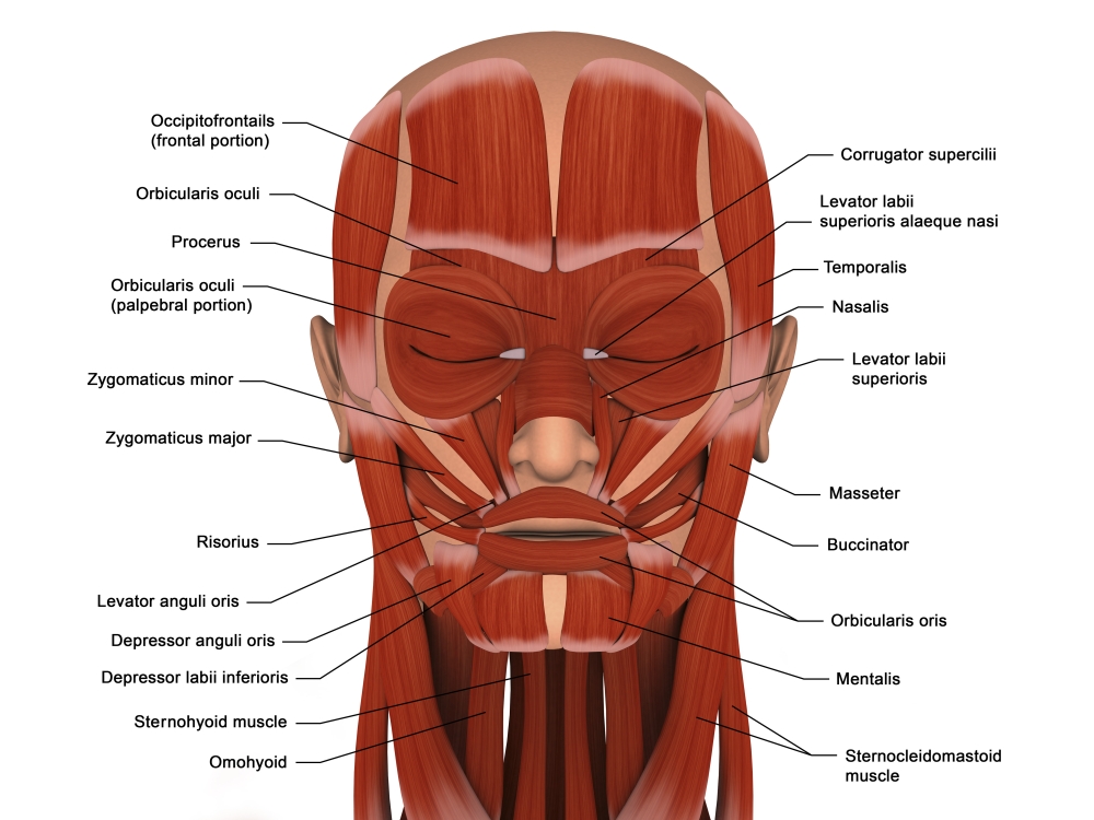 Picture of StockTrek Images PSTSTK701233H Facial Muscles of The Human Head, with Labels Poster Print, 16 x 12
