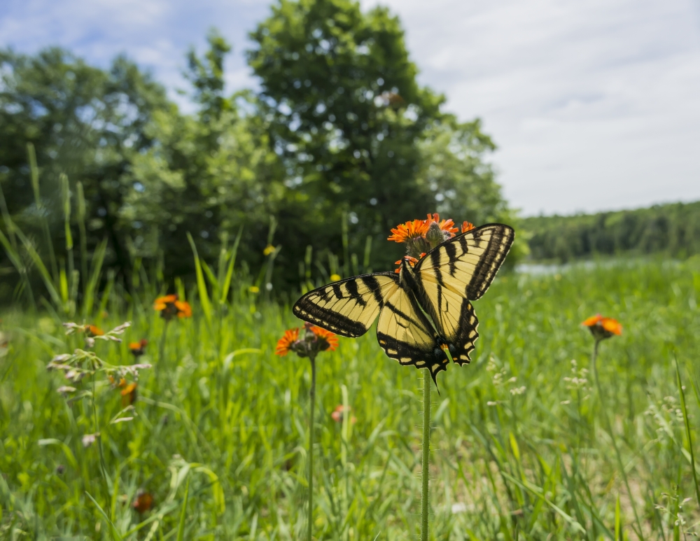 DPI12268156 Eastern Tiger Swallowtail Papilio Glaucus Butterfly Resting on Flowers - Ontario Canada Poster Print - 17 x 13 in.