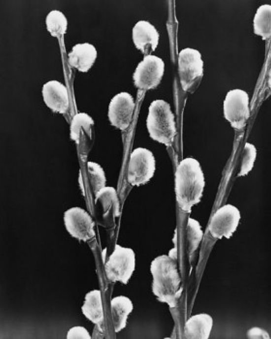 Pussy Willows Poster Print, 18 x 24