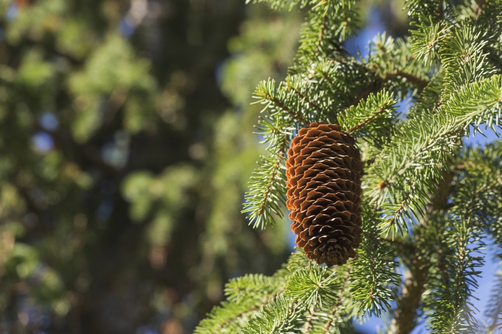 DPI12274925LARGE Open Cone on Spruce Tree - Edmonton Alberta Canada Poster Print - 38 x 24 in. - Large