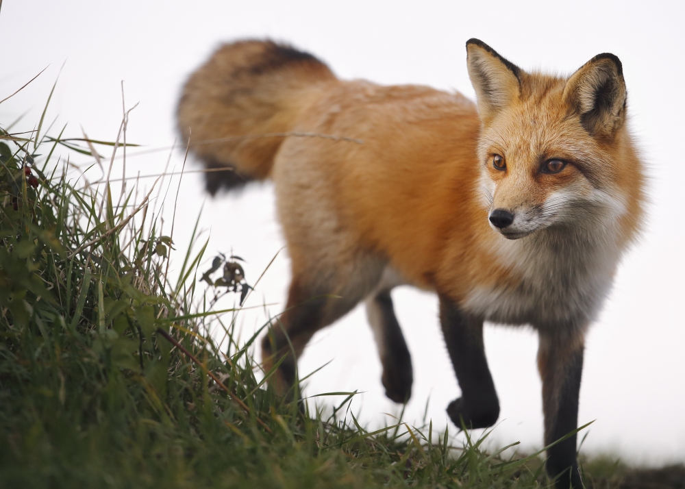 Red Fox Vulpes Vulpes - Montreal Quebec Canada Poster Print - 36 x 26 in. - Large