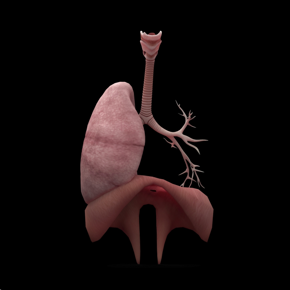 Picture of StockTrek Images PSTSTK701163H 3D Rendering of Human Lungs with Respiratory Tree & Diaphragm Poster Print, 14 x 14