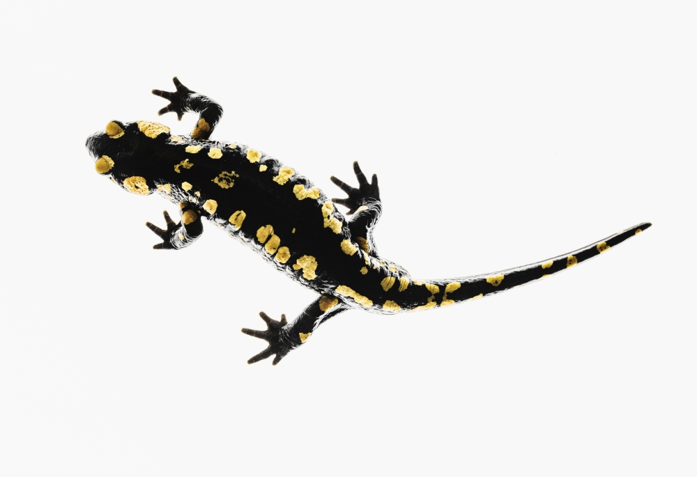 Salamander Caudata on A White Background - Tarifa Cadiz Andalusia Spain Poster Print