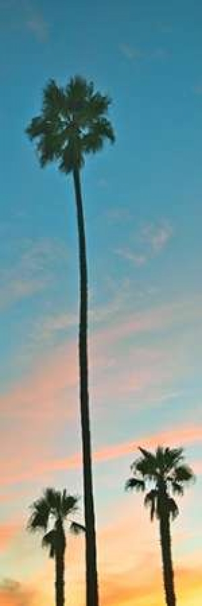 Sunset Palms Poster Print by Gail Peck, 8 x 24 - Small