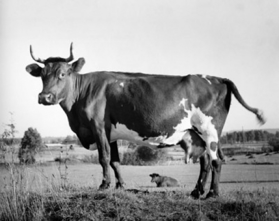 Superstock SAL25530041LARGE Side Profile of An Ayrshire Cow Standing in A Field Poster Print, 24 x 36 - Large -  Posterazzi