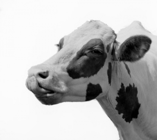 Dairy Cows Head Poster Print - 18 x 24