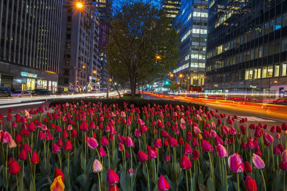 Tulip Display on Park Avenue - New York City United States of America Poster Print - 19 x 12 in.