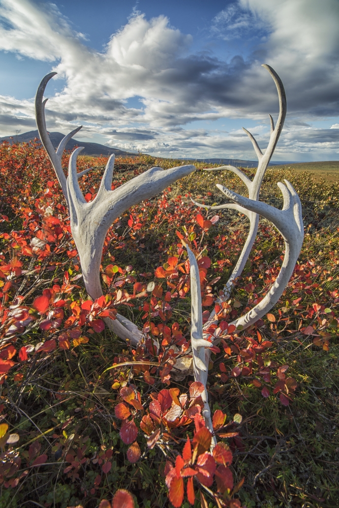 DPI12268168LARGE Caribou Antlers in Autumn Colors on The Flanks of Crow Mountain Near Old Crow - Yukon Canada Poster Print - 24 x 38 in. - Large
