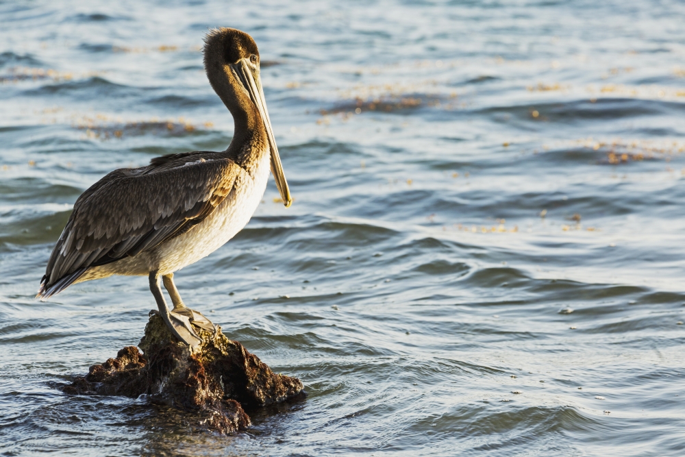 Pelican Perched on A Rock in The Water - Akumal Quintana Roo Mexico Poster Print - 19 x 12 in.