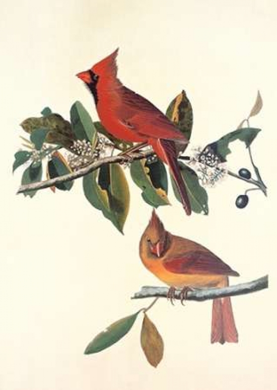 Cardinal Grosbeak Poster Print by John James Audubon - 10 x 14 - Small