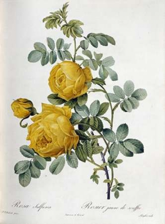 Rosa Sulfurea Poster Print by Pierre Joseph Redoute - 9 x 12 - Small