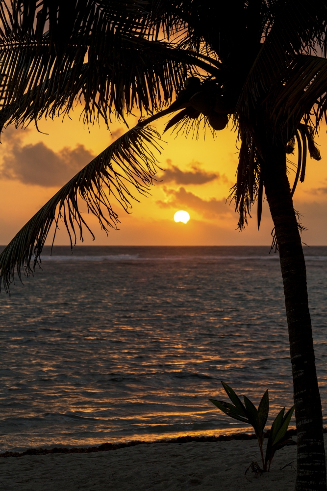 Silhouette of A Coconut Tree Along The Shoreline with An Orange Sun & Clouds in The Sky at Sunrise - Akumal Quintana Roo Poster Print - 12 x 19 in.