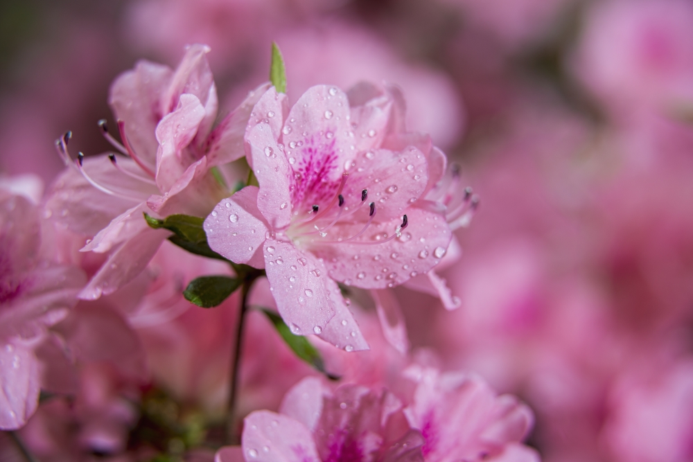 Pericat Hybrid Azaleas Rhododendron New York Botanical Garden - New York City New York United States of America Poster Print - 38 x 24 in. - Large
