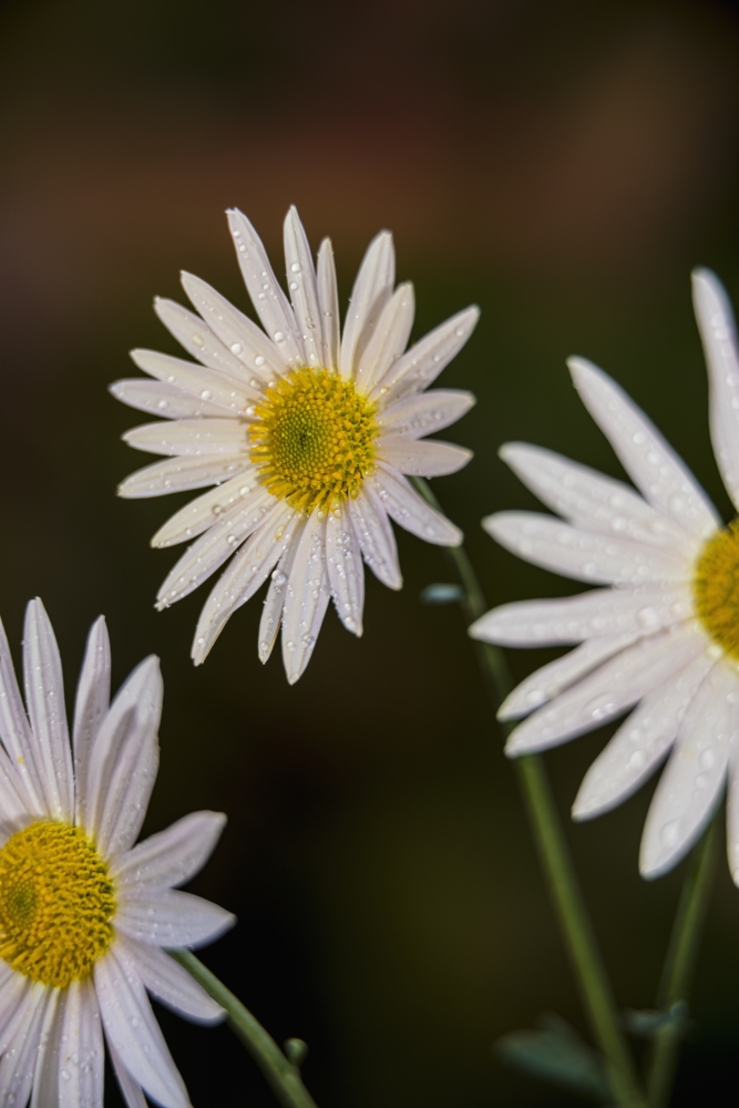 DPI12270962 Korean Chrysanthemums New York Botanical Garden - New York City United States of America Poster Print - 12 x 18 in.