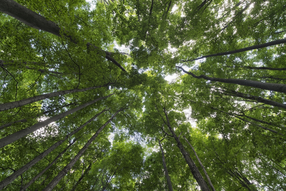 Looking Up Into The Canopy of Deciduous Trees in An Ontario Forest - Strathroy Ontario Canada Poster Print - 19 x 12 in.