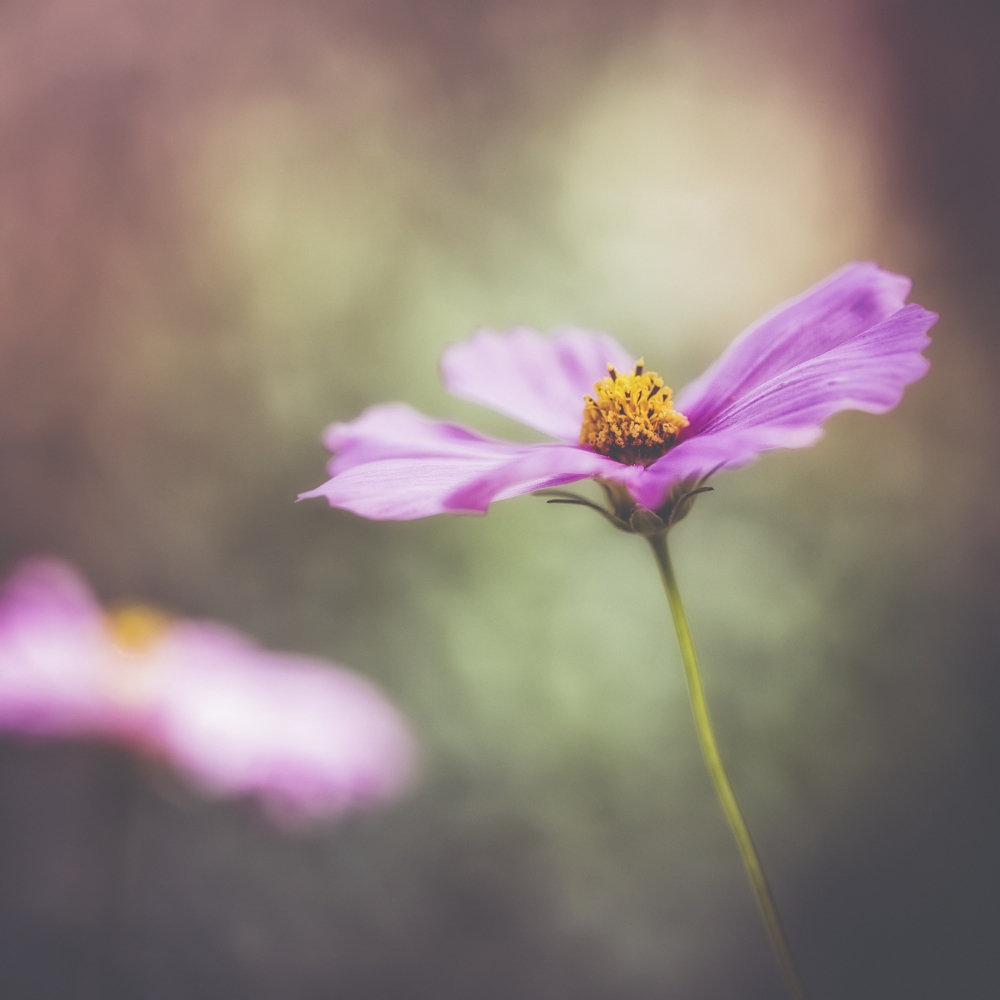 DPI12270107LARGE A Delicate Flower in The Jerusalem Botanical Garden - Jerusalem Israel Poster Print - 24 x 24 in. - Large