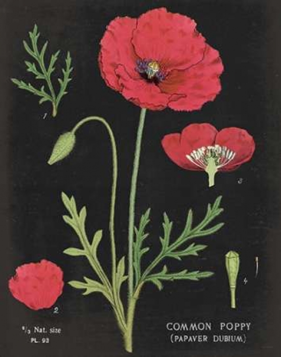 Poppy Chart Poster Print by Sue Schlabach - 11 x 14 - Small