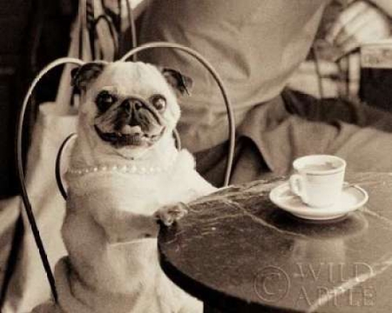 Cafe Pug Poster Print by Jim Dratfield, 24 x 30 - Large