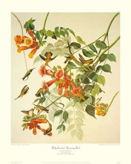 Ruby-Throated Hummingbird, Decorative Border Poster Print by John James Audubon, 24 x 30 - Large
