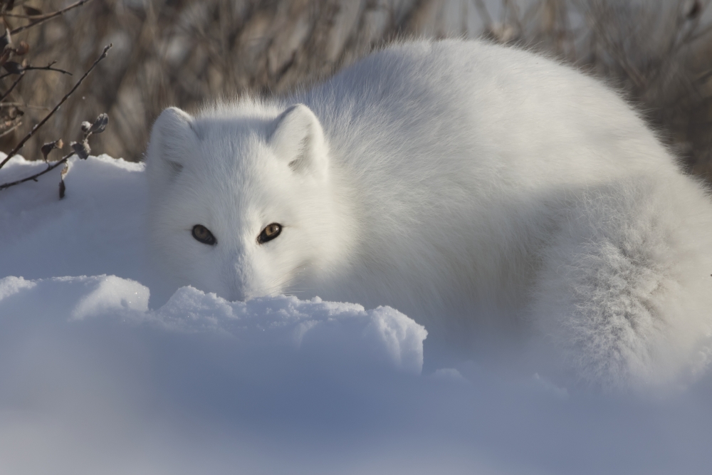 DPI12271074 Arctic Fox Vulpes Lagopus Staring at The Photographer While Digging in The Snow - Churchill Manitoba Canada Poster Print - 19 x 12 in.