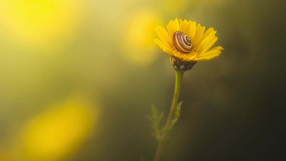 DPI12275795LARGE A Snail in Its Shell on A Bright Yellow Flower - Sharon Valley Israel Poster Print - 40 x 22 in. - Large