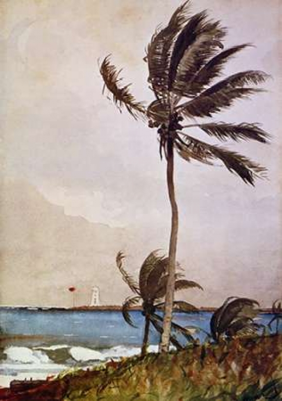 Palm Tree Nassau Poster Print by Winslow Homer, 10 x 14 - Small