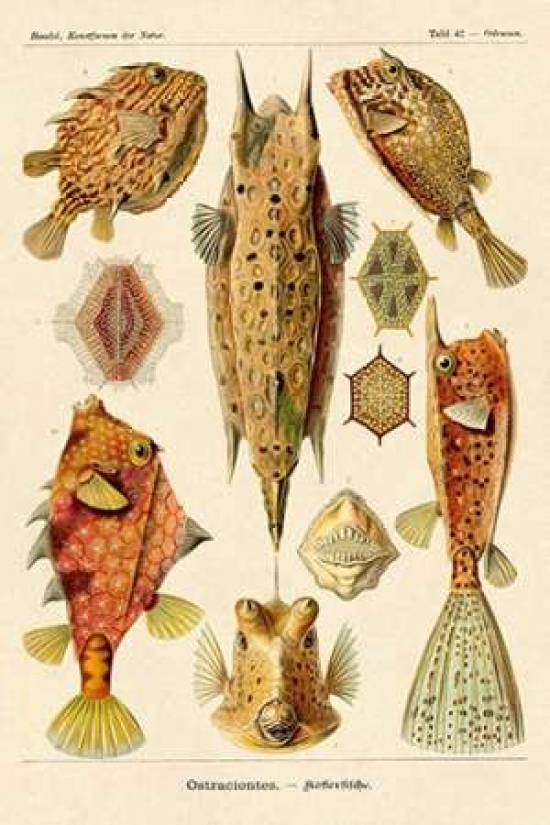 Haeckel Nature Illustrations - Boxfish Poster Print by Ernst Haeckel - 12 x 18 - Small