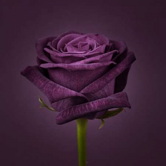 Single Rose Flower Close-Up Poster Print by Assaf Frank, 24 x 24 - Large