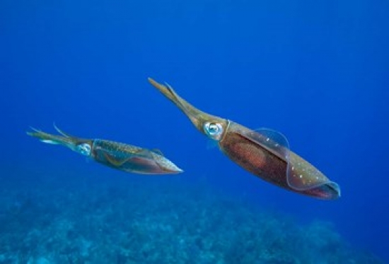 PDDCA42PSO0083 Cayman Islands Caribbean Reef Squid Marine Life Poster Print by Paul Souders, 26 x 18