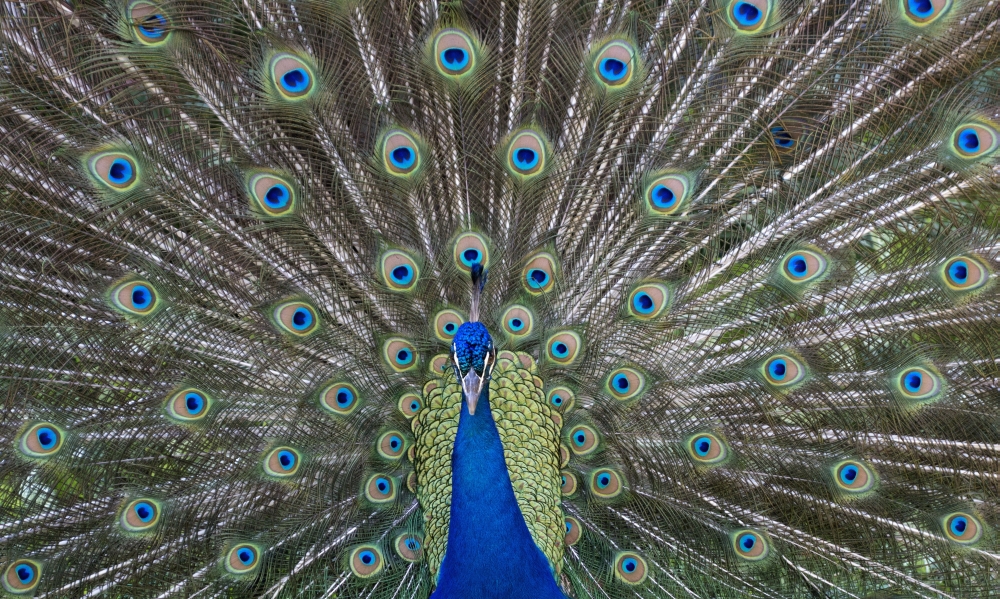 DPI12271088LARGE Peacock in Full Display Mode Attempting To Attract A Mate - Santa Cruz Bolivia Poster Print - 40 x 24 in. - Large