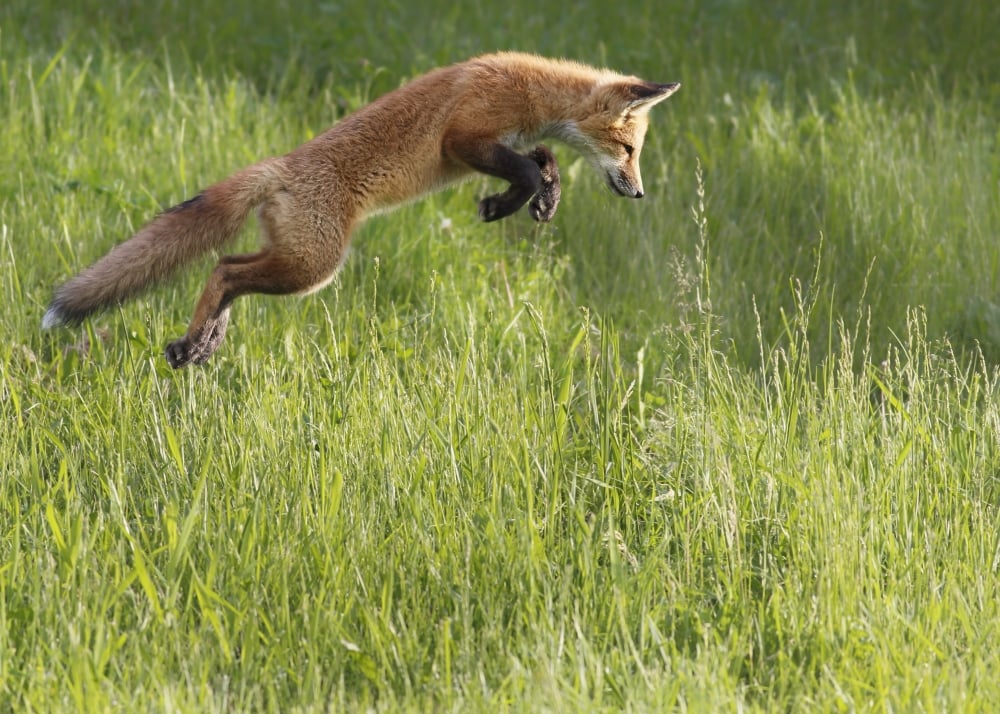 DPI12271384LARGE Fox Jumping in A Grass Field - Montreal Quebec Canada Poster Print - 36 x 26 in. - Large