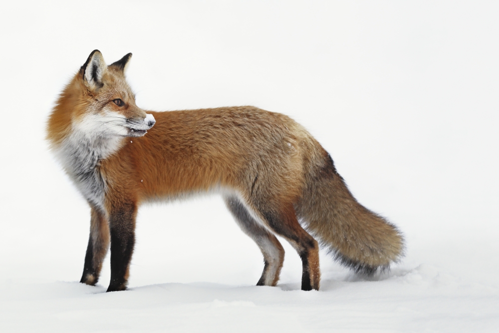 Fox in The Snow - Montreal Quebec Canada Poster Print - 19 x 12 in.